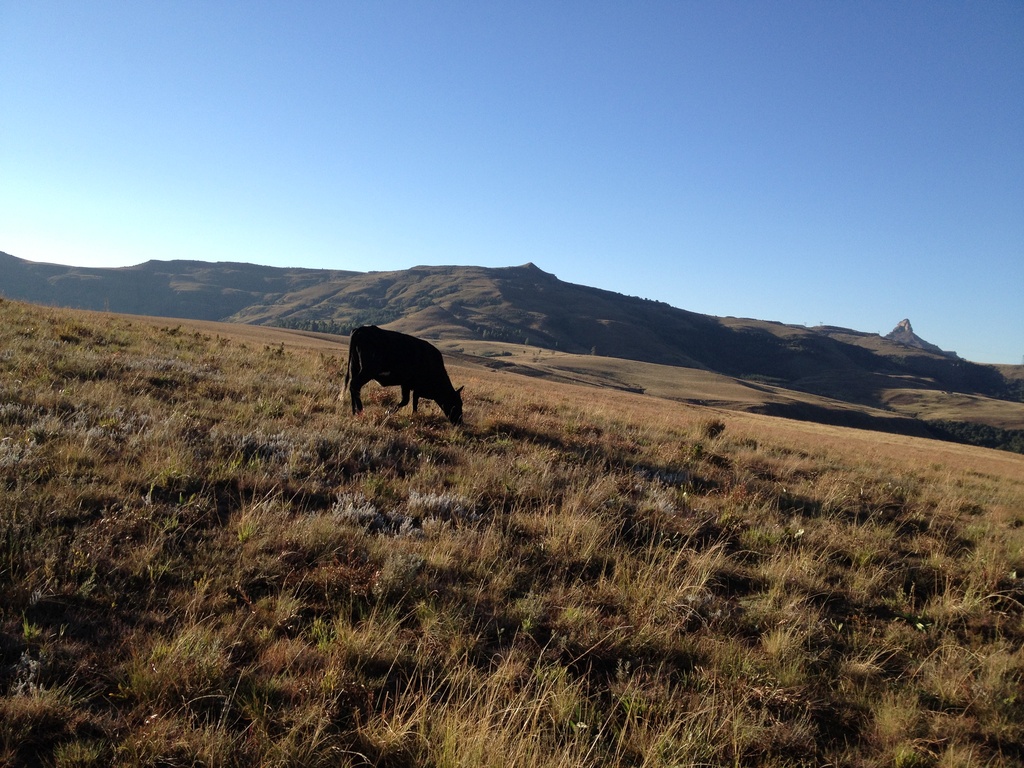 2015-05 South Africa/Drakensburg/IMG_3805.JPG